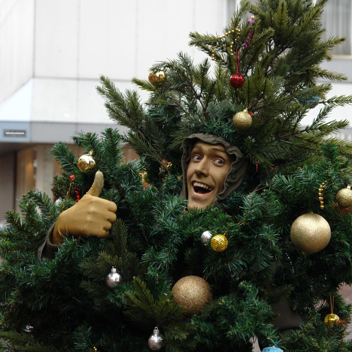 Kerstboompjes ! kristdoo Levend groen roze